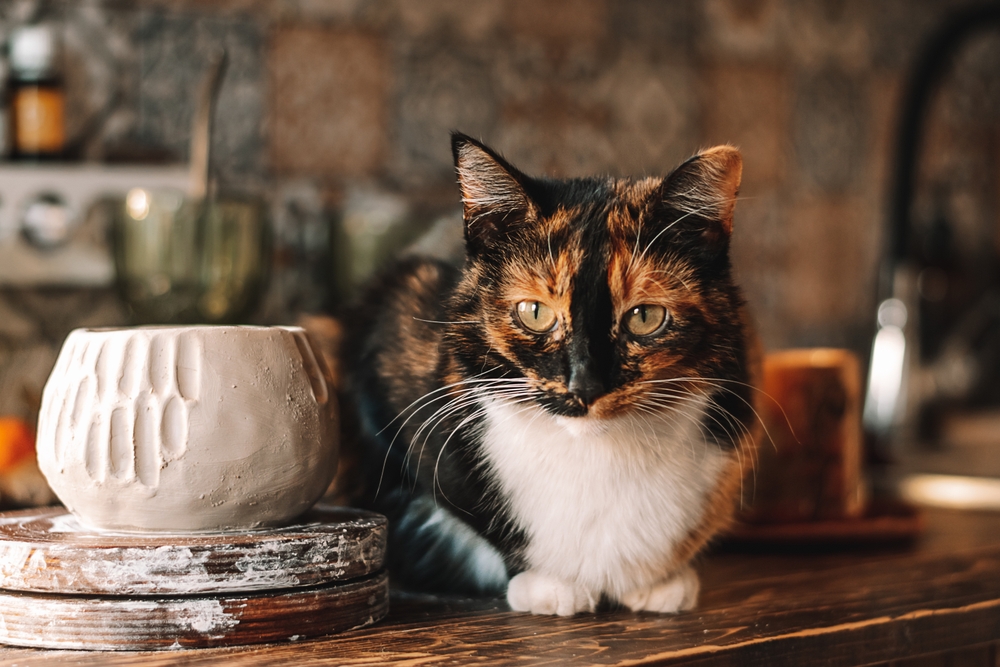 Pet friendly space